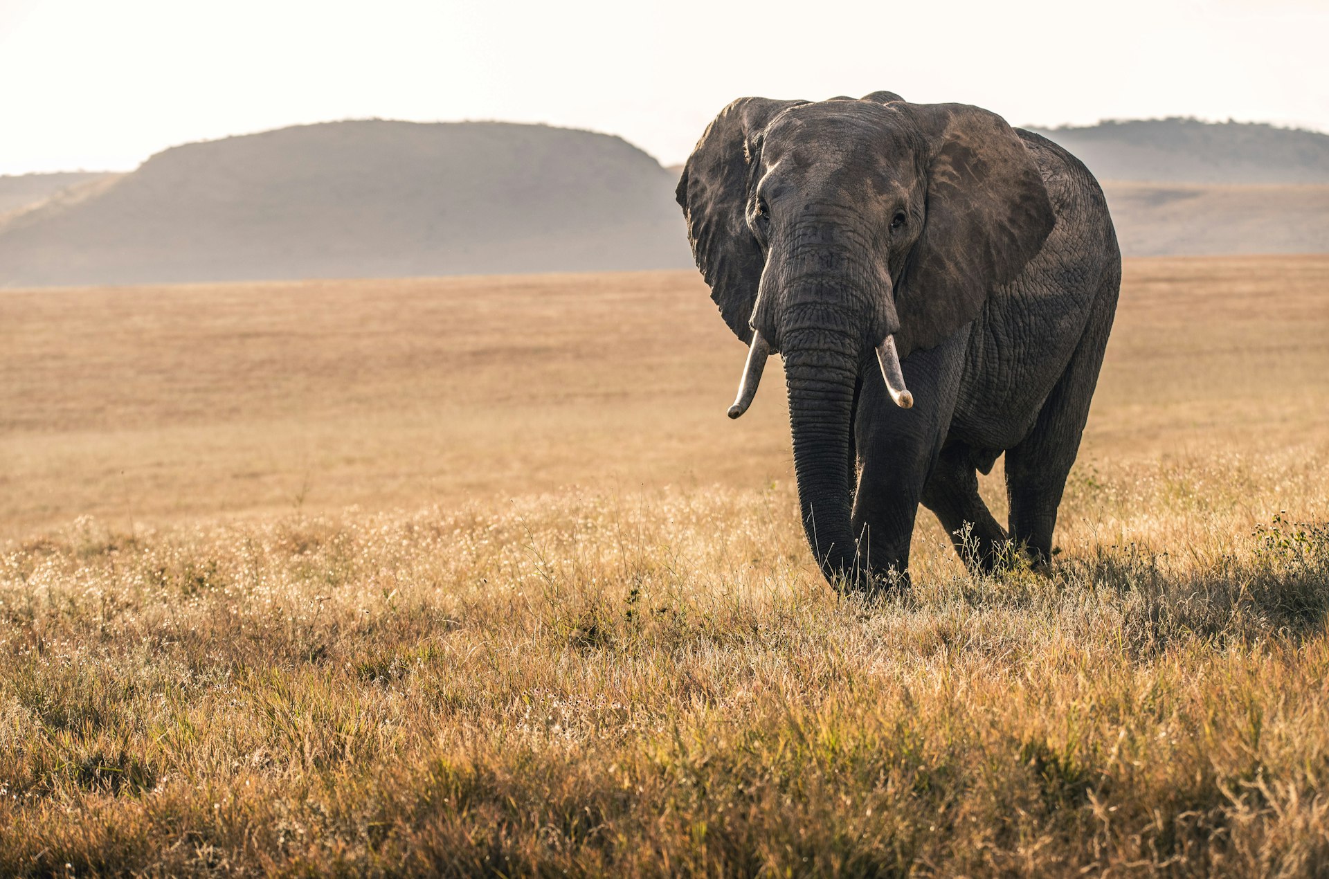 Ngorongoro Crater Tanzania - elephant on the open crater floor