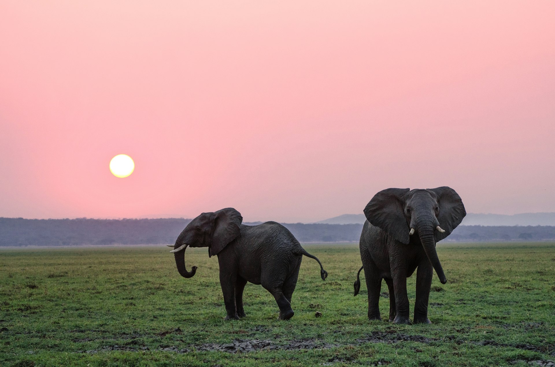 Amboseli National Park - elephants at sunset on the open plains